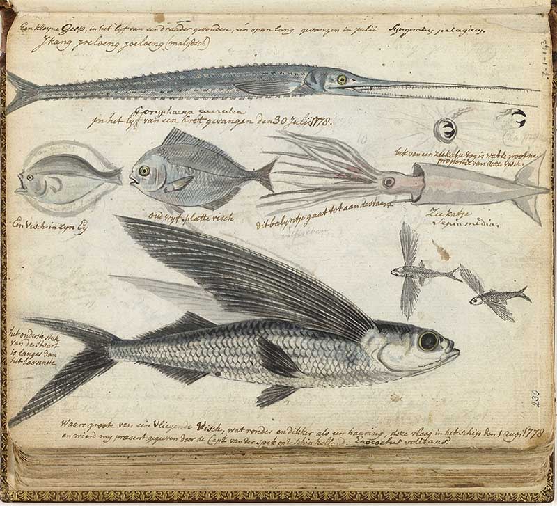 Four kinds of fish Jan Brands