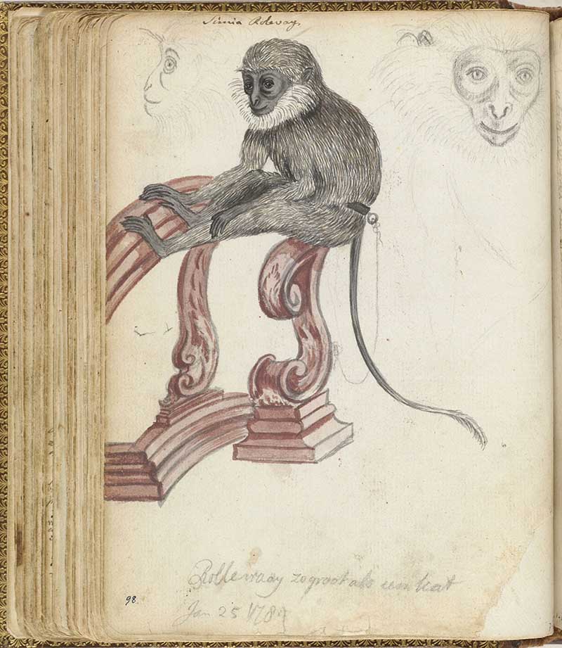Jan Brandes vintage nature illustration of grey monkey on leash