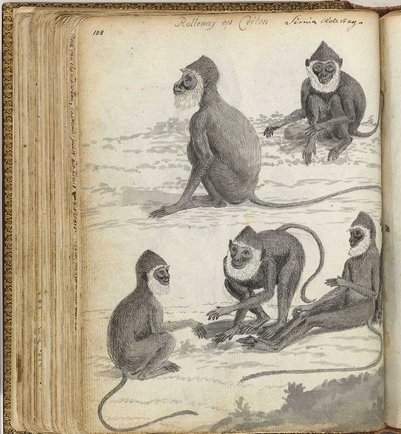 vintage nature illustrations of grey monkey's