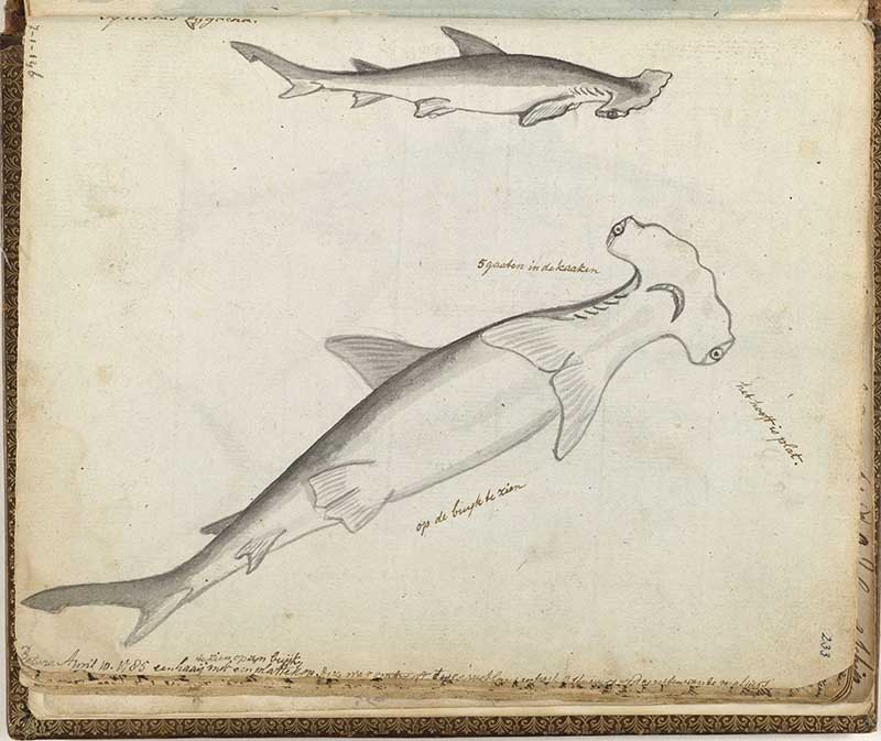 vintage nature illustration of hammerhead sharks