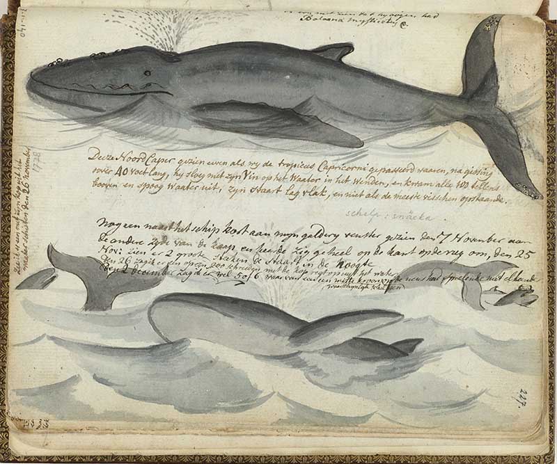 Whales Jan Brandes