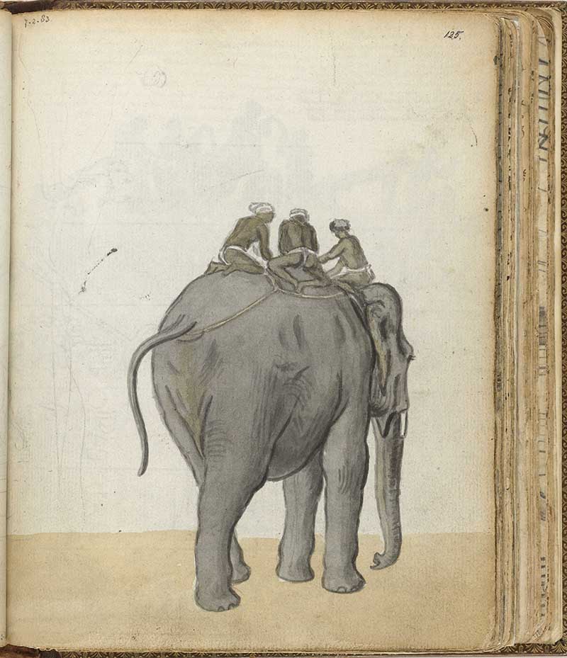 Jan Brandes working elephant