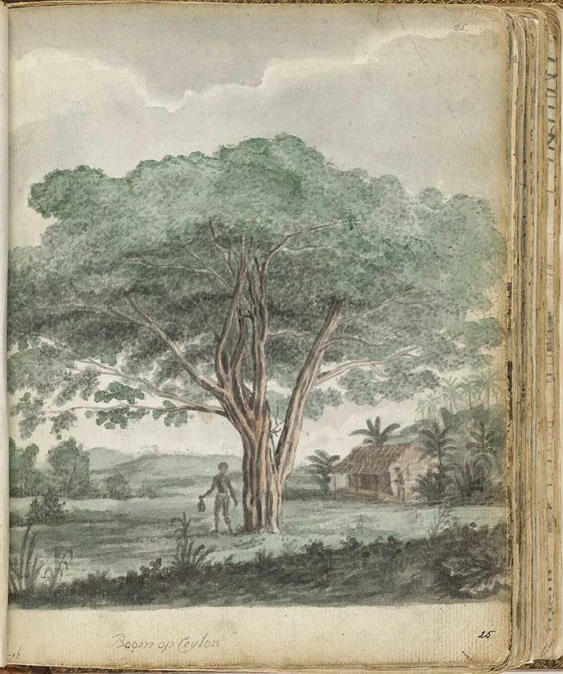 Jans Brandes Large Tropical Tree Ceylon