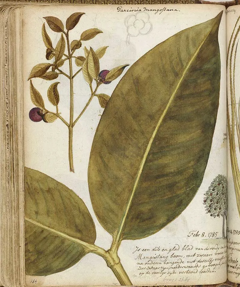 Jan Brandes Mangosteen leaf illustration