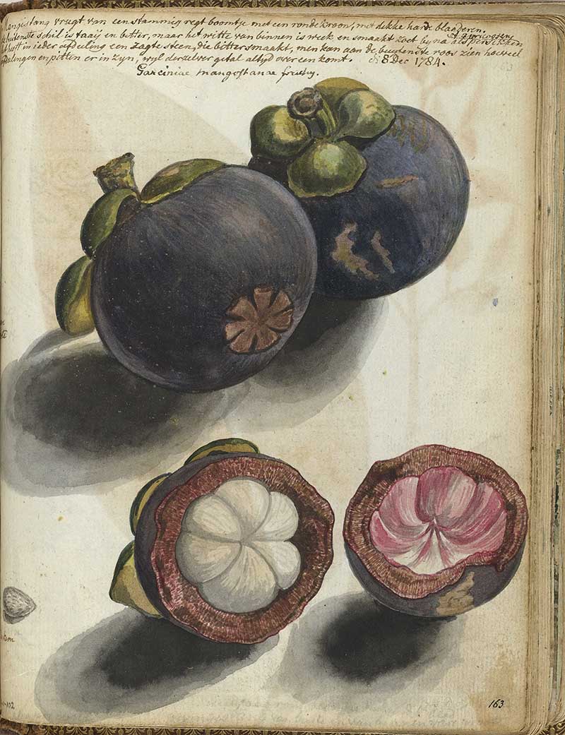 Jans Brandes vintage nature illustration of mangosteen fruit