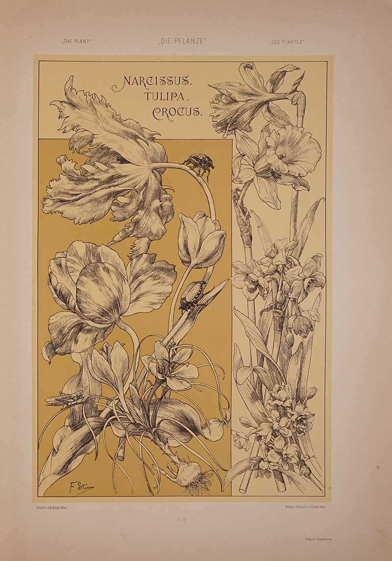 Narcissus-tulip-crocus-Martin-Gerlach vintage plant art