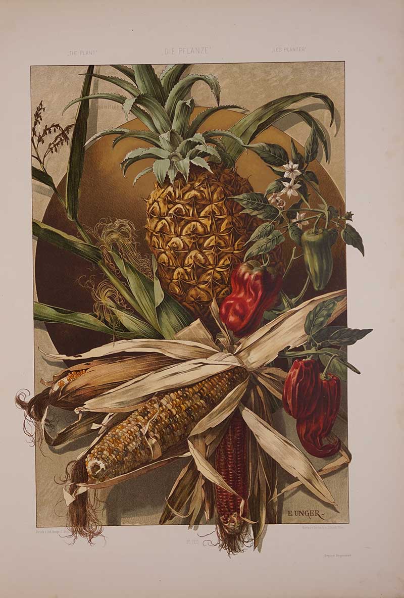 stylalized lithograph of pineapples, peppers and corn