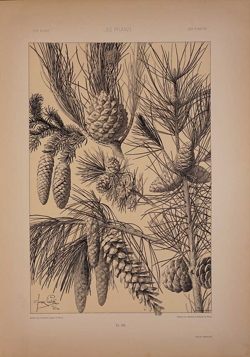 Vintage Plant art pinecones
