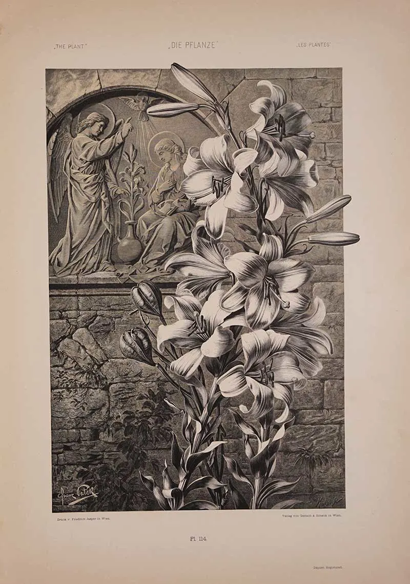 Vintage wood cut art print of white lilies