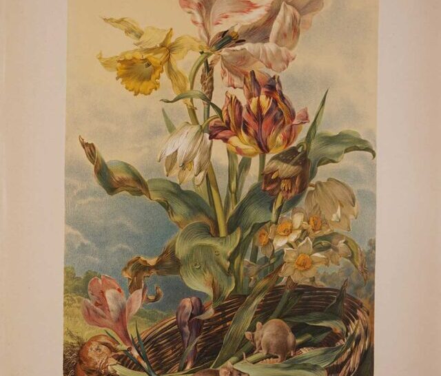 Colour Narcissus-tulip-crocus-Martin-Gerlach m