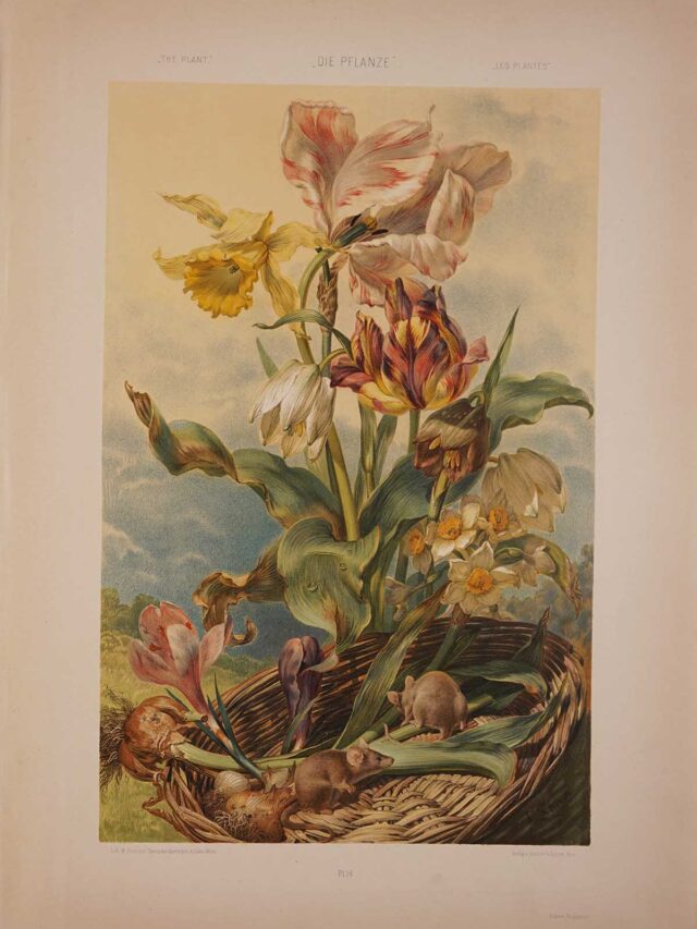 Stunning Influencial Vintage Plant Art Prints of Martin Gerlach
