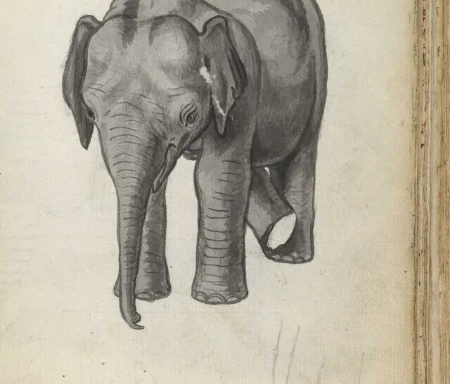 Jan Brandes Sketch of one year old elephant