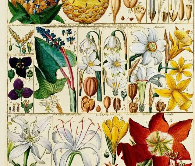 Johanne Gessner vintage botany table