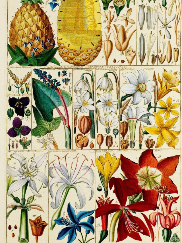 Johanne Gessner’s Stunning Vintage Botany Plant Tables