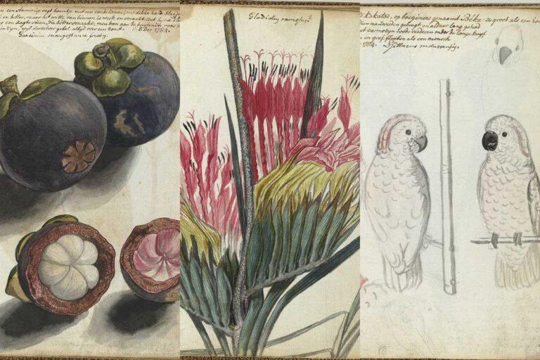 Jan Brandes vintage nature illustrations ft