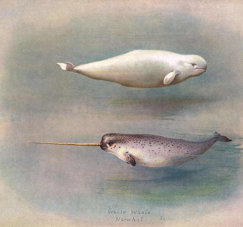 white whale and Narwhal painting
