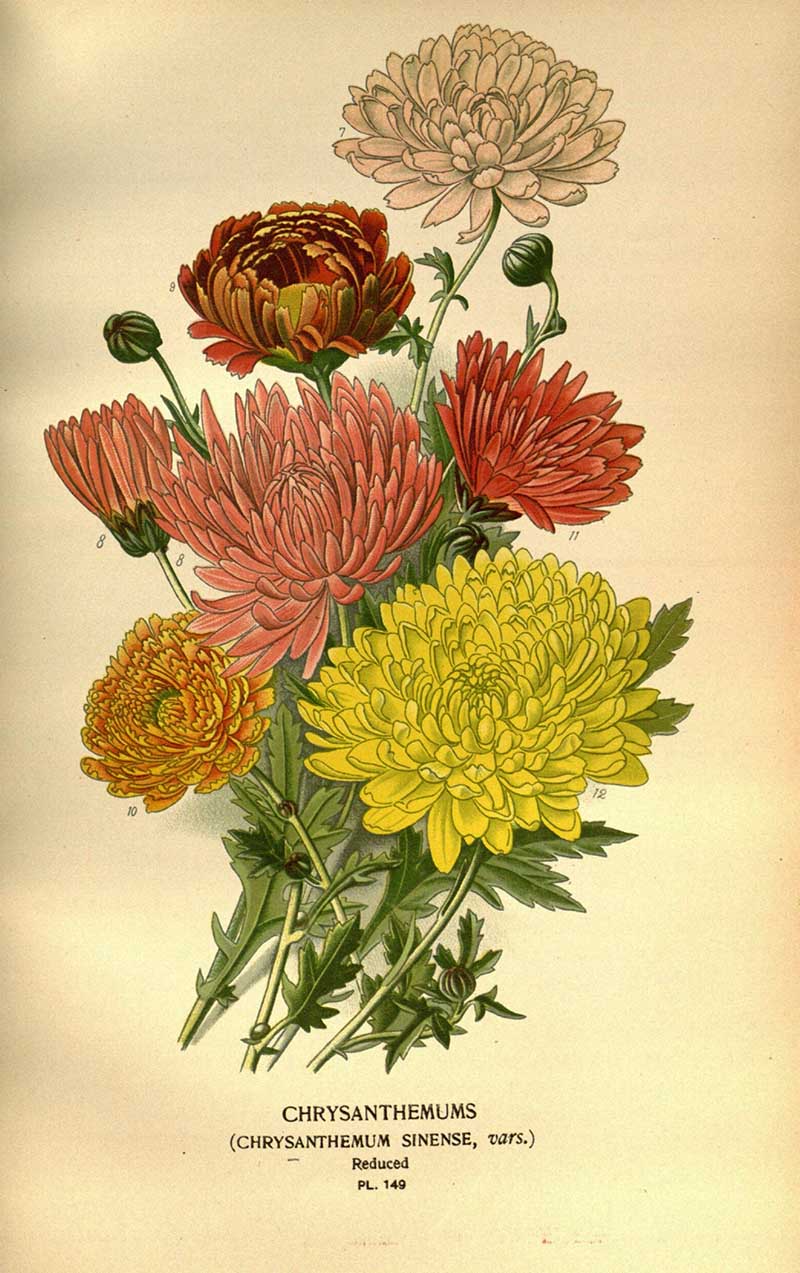 bunch of colourful Chrysanthemum botanical illustrations
