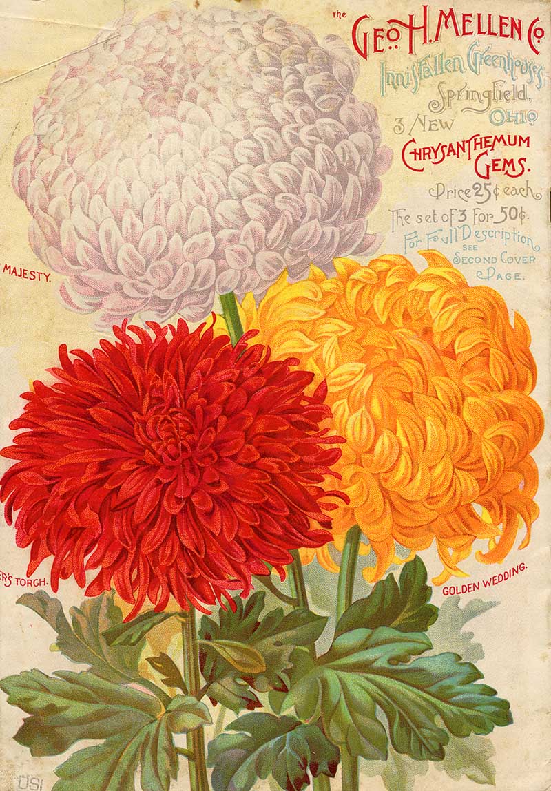 Catalogue Chysanthemum gems