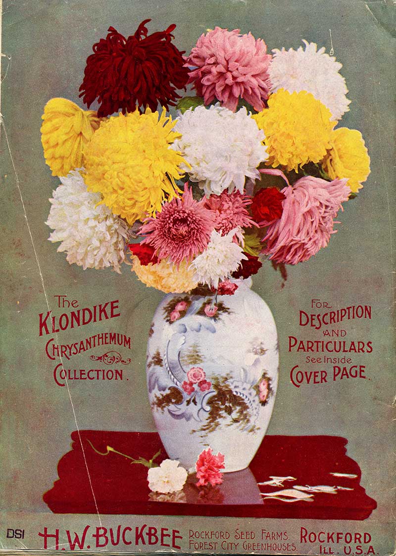 Catalogue Chrysanthemums in vase