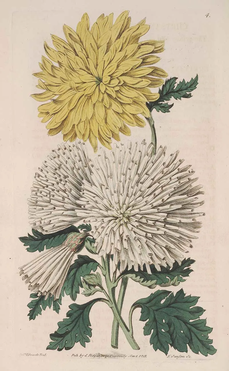 Chrysanthemum Indicum "the botanical registar"