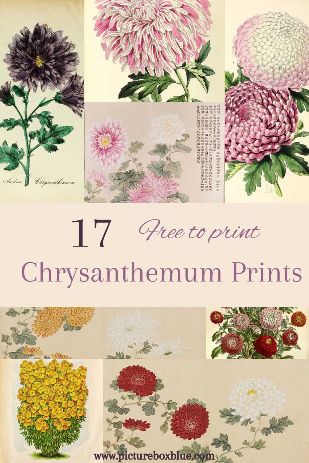 Chrysanthemum botanical illustrations and art prints