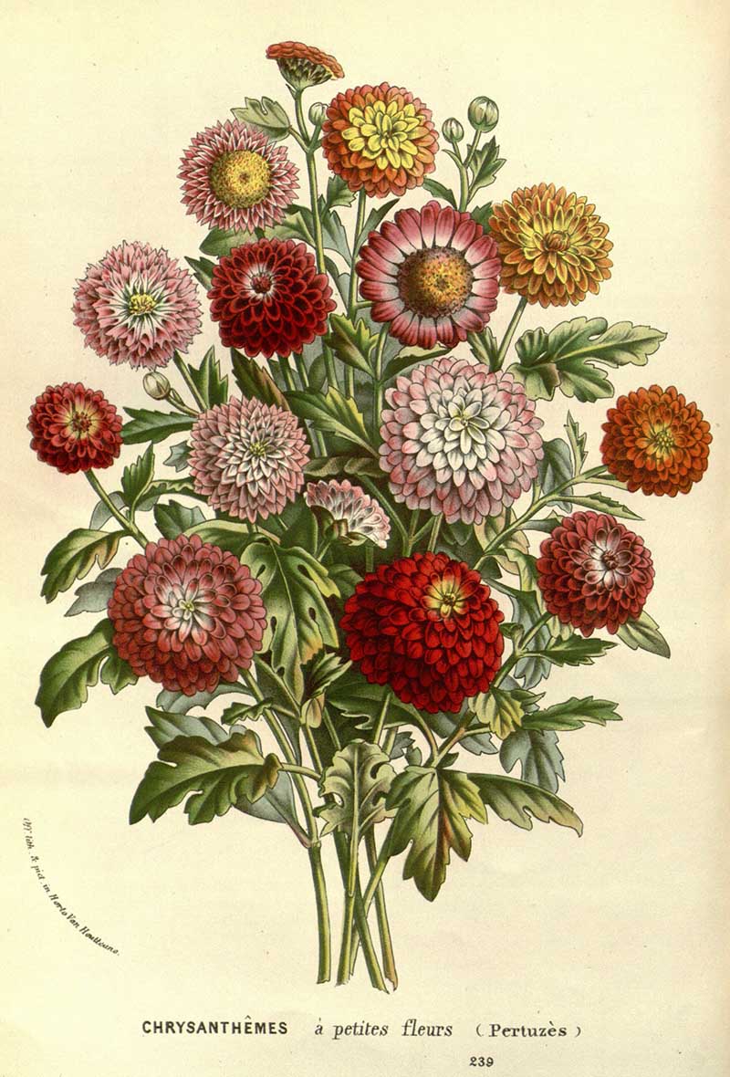  Louis Van Houtte Chrysanthemum