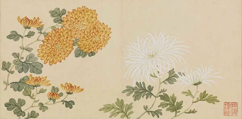 yellow Chinese Chrysanthemum botanical illustration