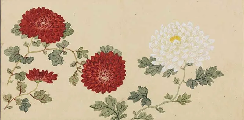 Chinese Chrysanthemums