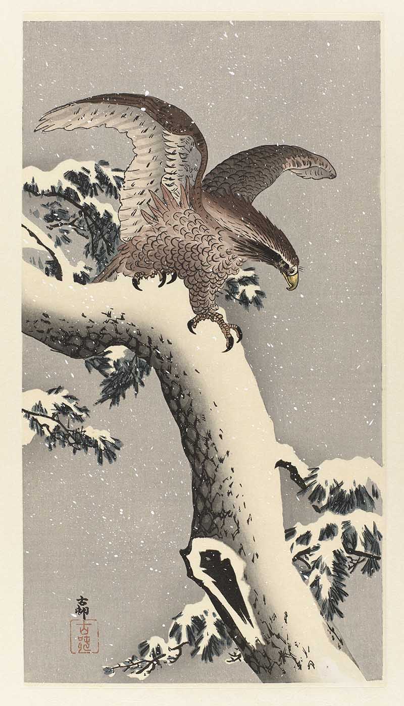 Eagle on a snowy pine tree