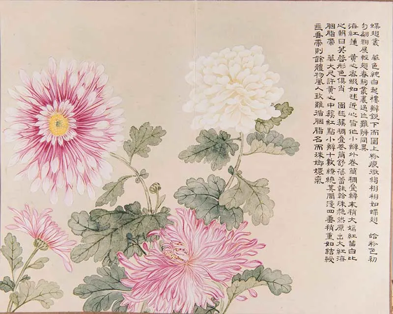 Chinese Chrysanthemum art