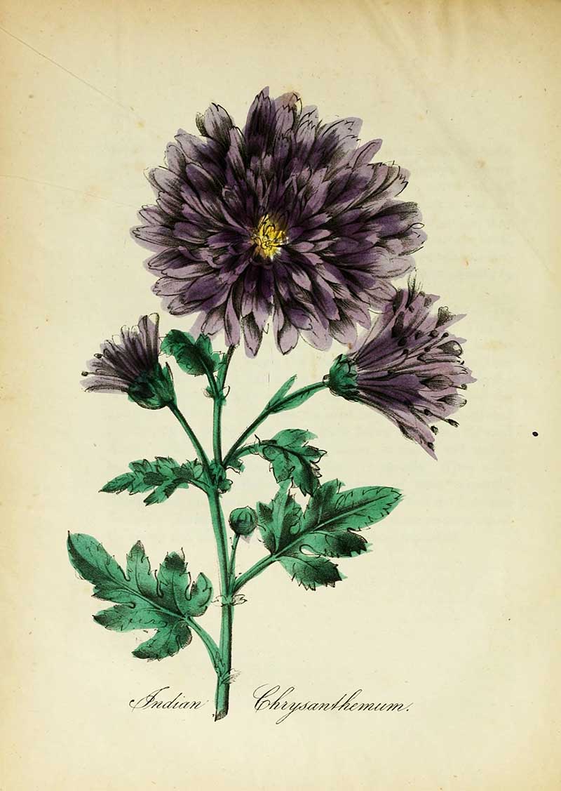 Indian Chrysanthemum botanical illustrations