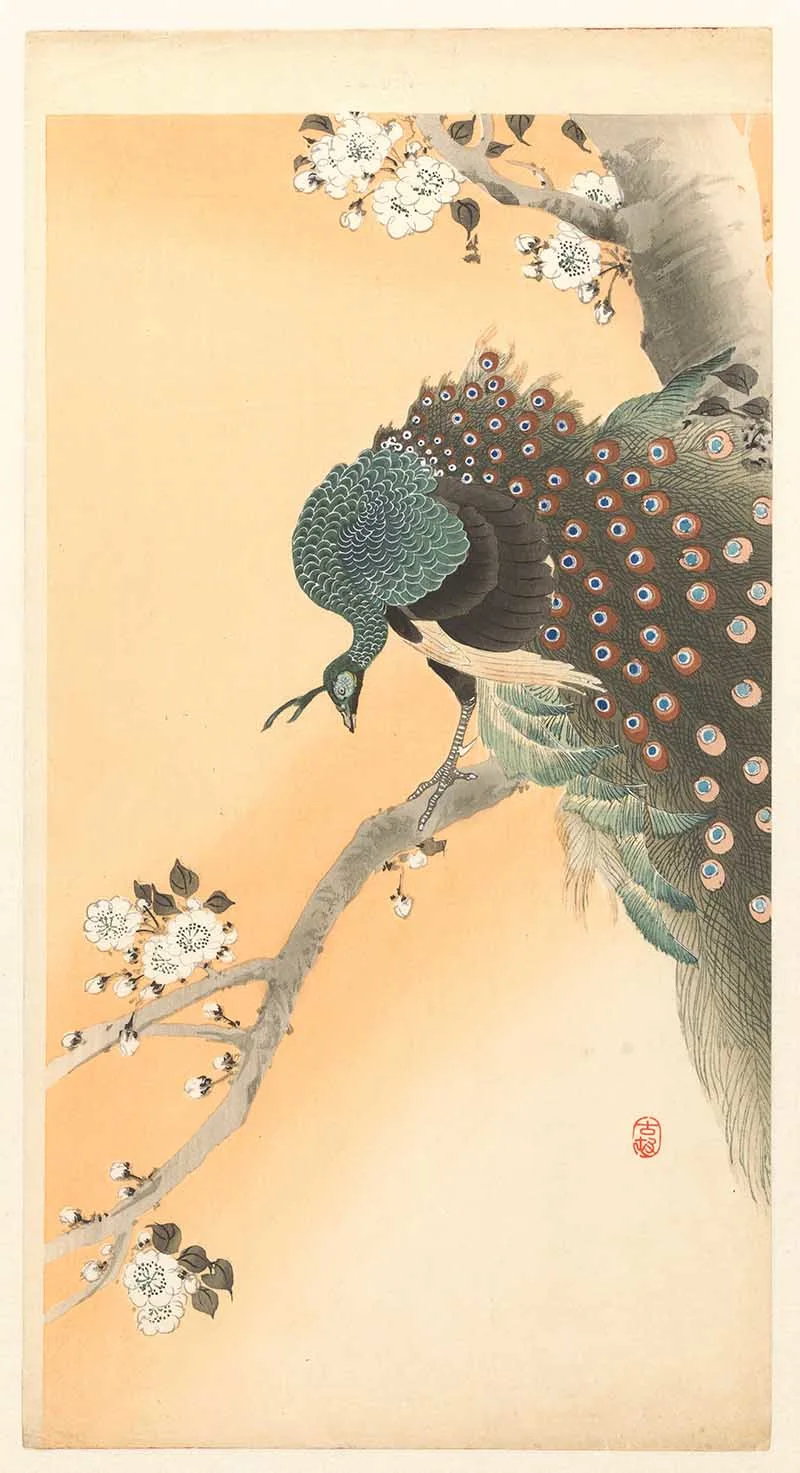 Peacock in cherry tree