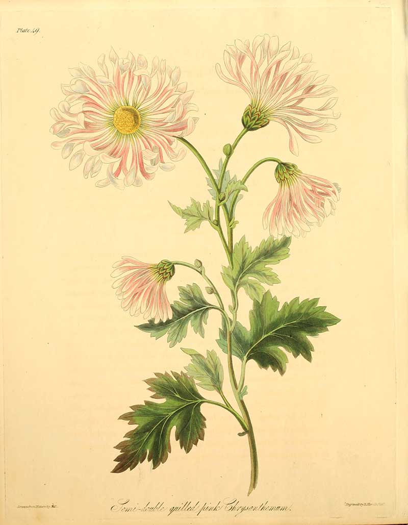 Pink Chrysanthemum botanical illustrations