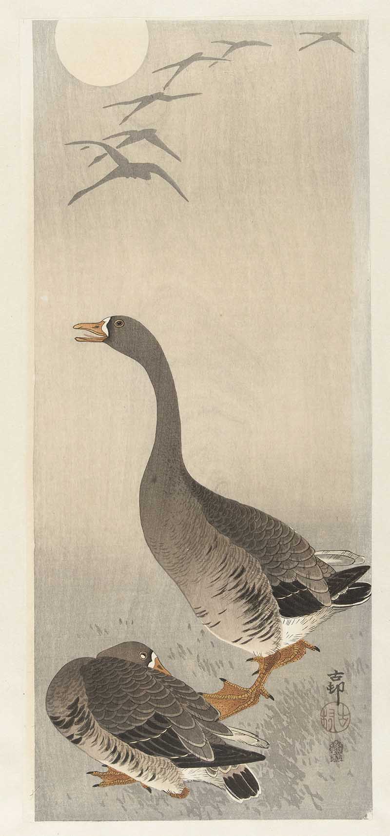 Two grey geese