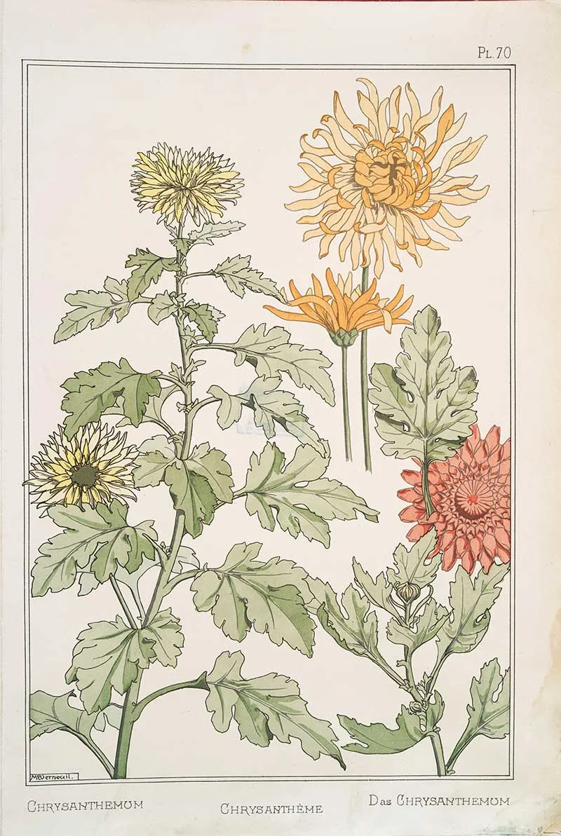 Verneuil Chrysanthemums