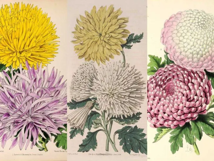 Chrysanthemums botanical illustrations