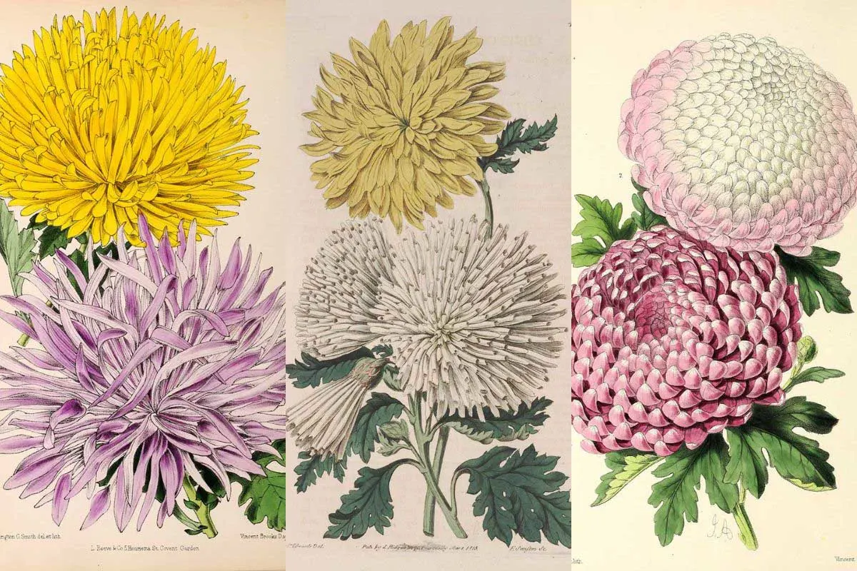 Chrysanthemums botanical illustrations