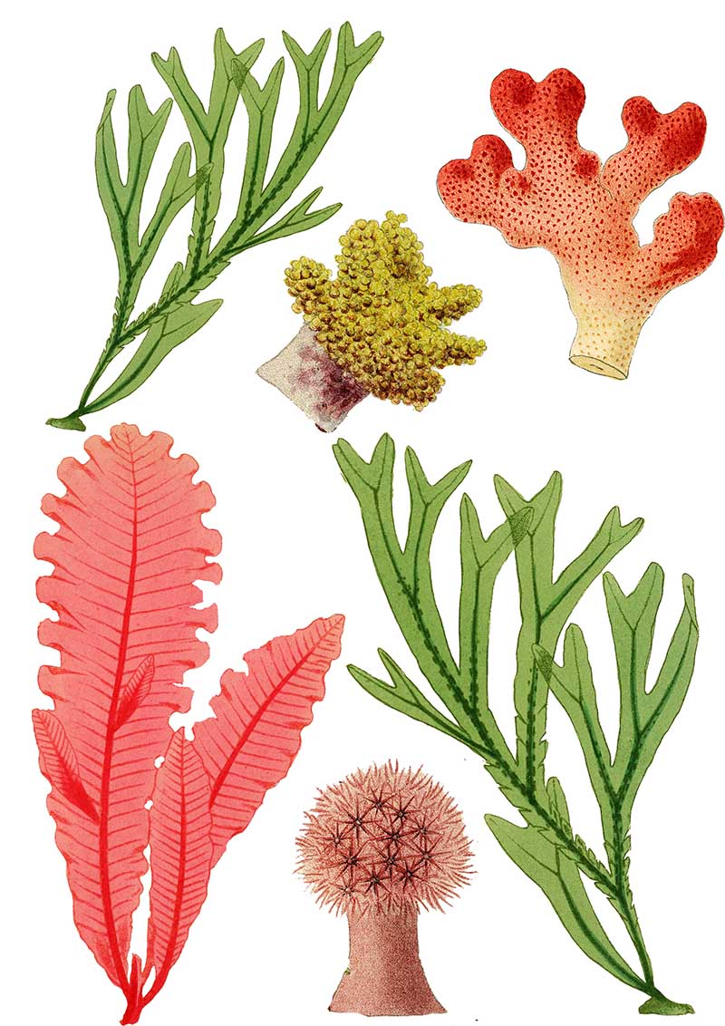Seaweed & Coral clip art