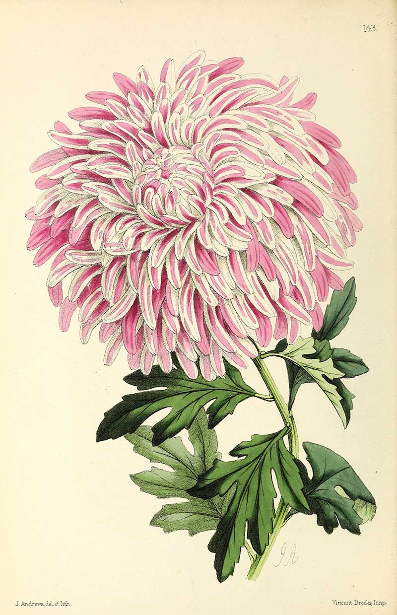 Striped Japanese Chrysanthemum Flora Magazine