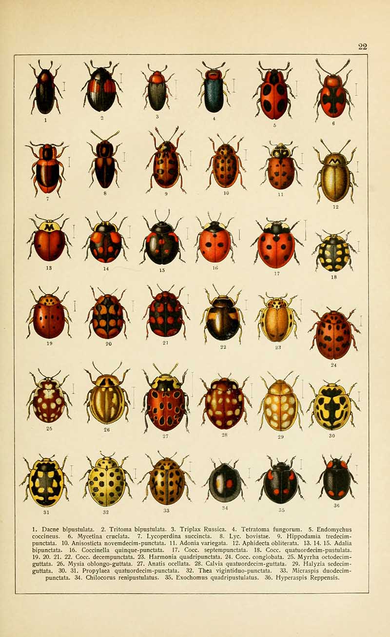 Cawler's ladybird vintage entomology print
