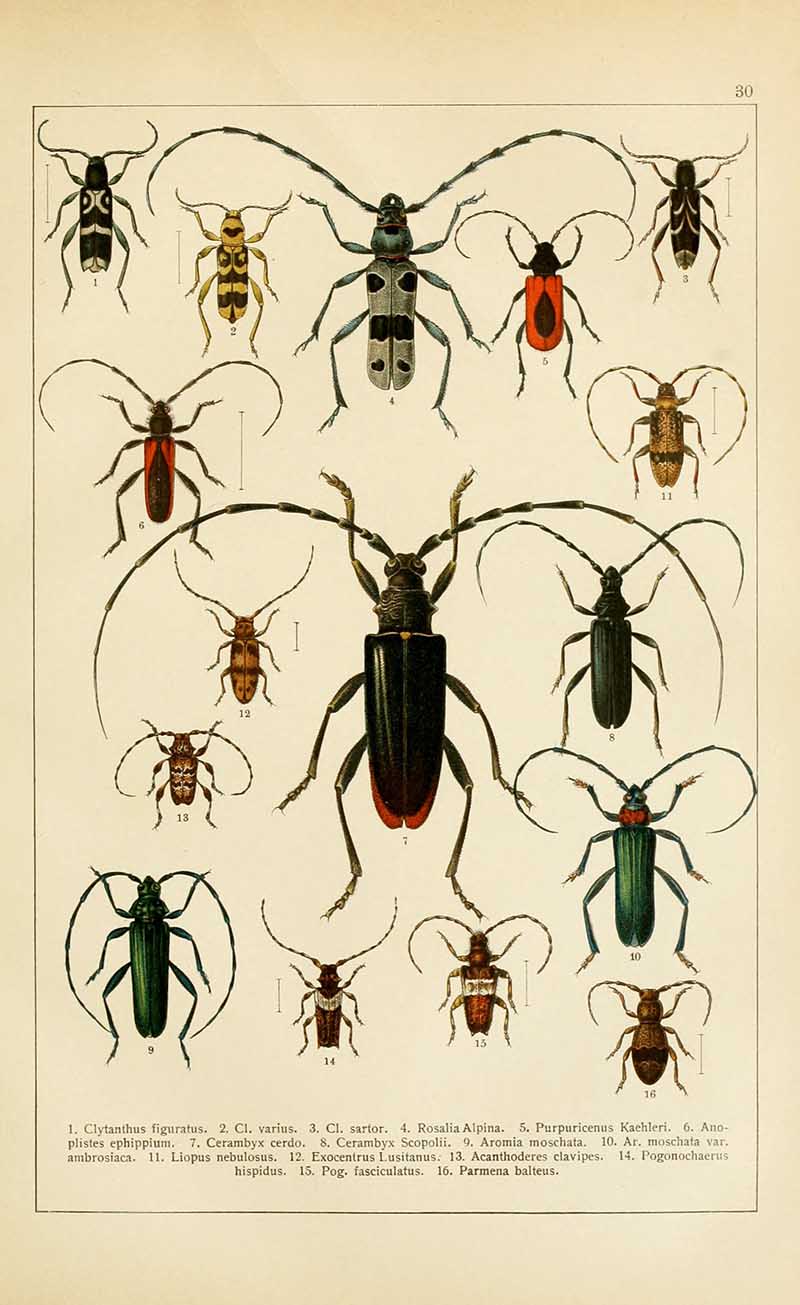 vintage entomology Longhorn beetles print Cawler