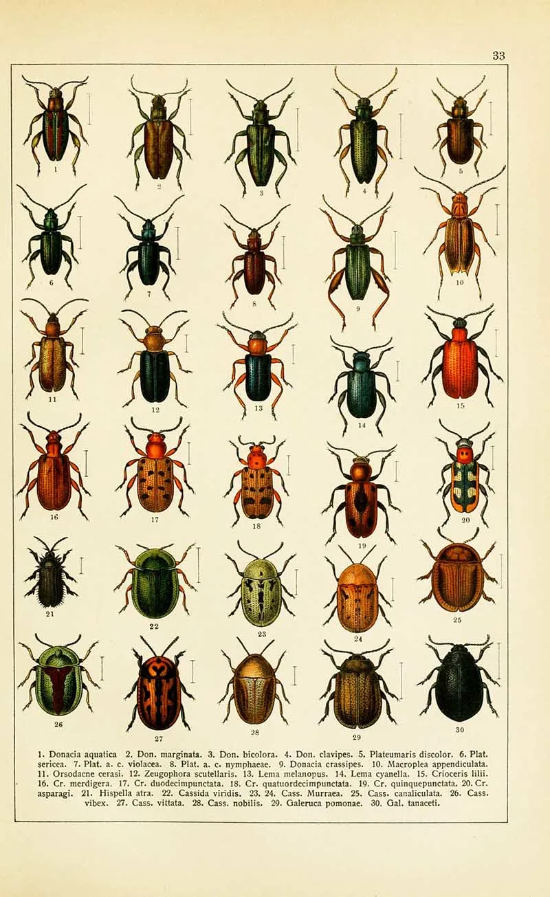 Cawlers Leaf beetles vintage insect print