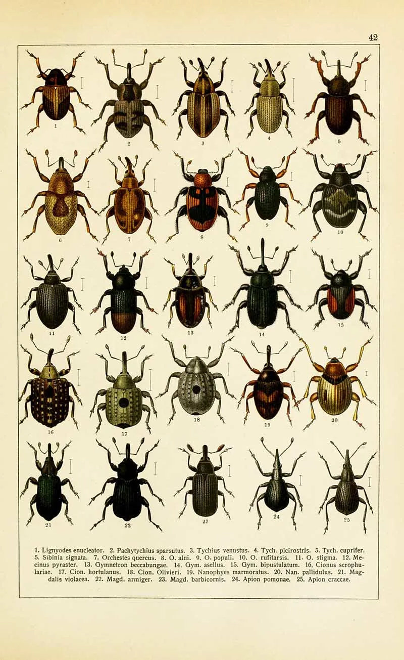 Weevils vintage entomology poster