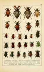 42 Vintage Entomology Prints: Bringing Natural History to Your Living ...