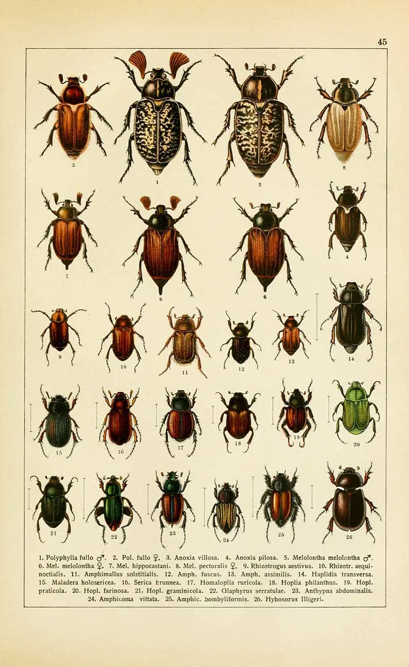 Scarab beetles vintage identification chart