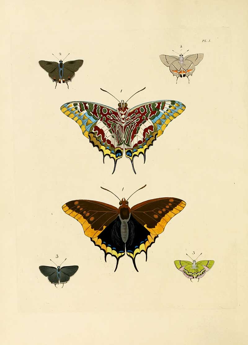 Dru Drury vintage entomology prints butterflies