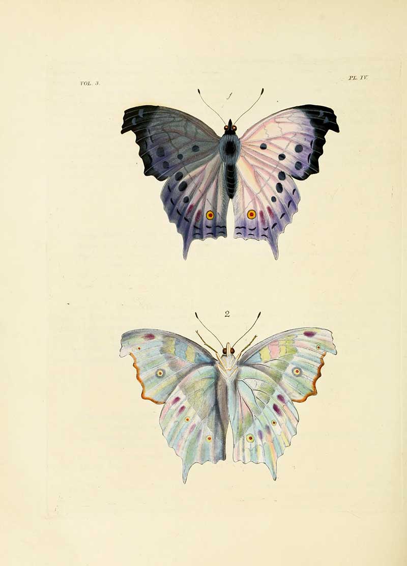 Dru Drury Clouded Mother of Pearl Butterfly Illustration