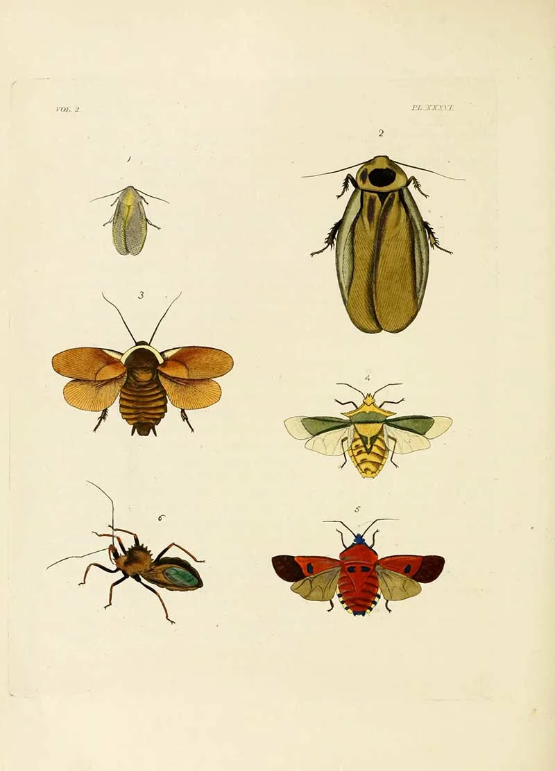 Dru Drury Cockroach Print