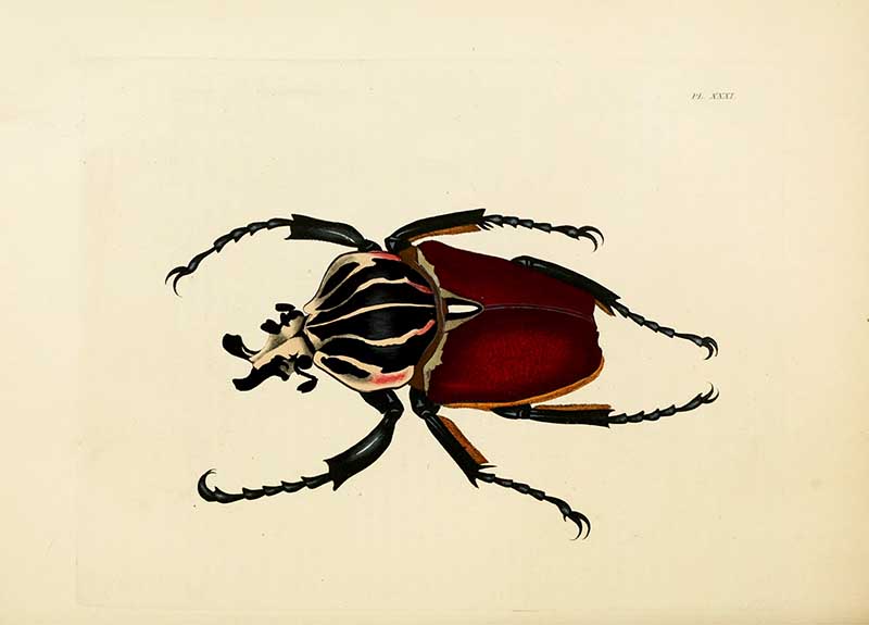Goliathus goliatus vintage entomology illustration