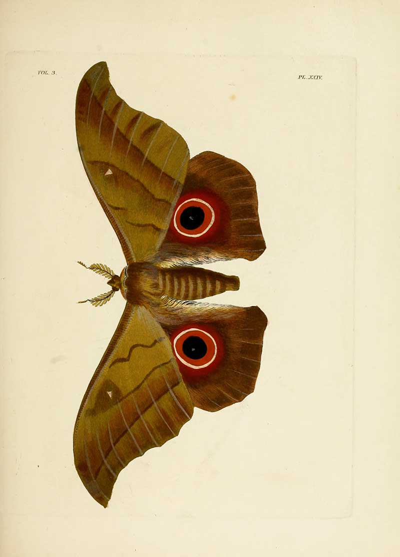 Lobobunaea phaedusa vintage entomology moth illustration